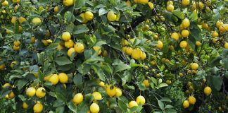 Απαιτείται αναδιάρθρωση με νέες ποικιλίες λεμονιού