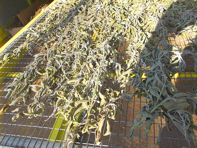 aroma-farms-smila-olimpia-aromatika-fita