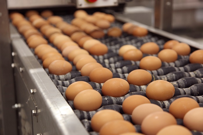 Πτηνοτροφία: Σε κατάσταση αποσύνθεσης η ελληνική ωοπαραγωγή