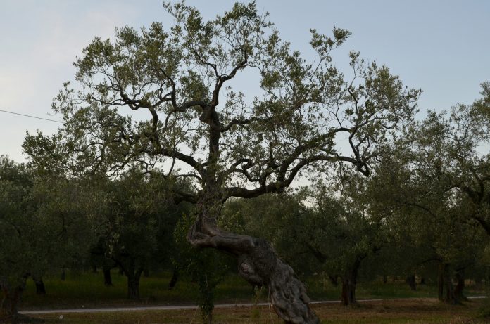 Στον αέρα το πρόγραμμα για το δάκο, λένε ΝΔ και Ποτάμι