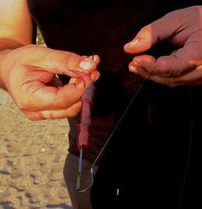 Τσιπούρα του Οκτώβρη: Απρόβλεπτη, μοναχική και… πονηρή