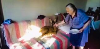 Μια ηλικιωμένη κυρία και ένα ζαρκαδάκι έγιναν αχώριστοι φίλοι! (Βίντεο)