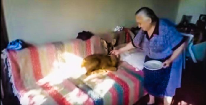 Μια ηλικιωμένη κυρία και ένα ζαρκαδάκι έγιναν αχώριστοι φίλοι! (Βίντεο)