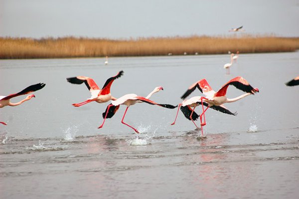 i-parousia-ton-foinikopteron-flamingo-sto-delta-evrou-58406