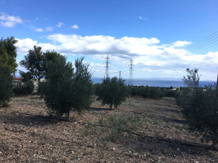 koroneiko-elaiolado-farmako-ag-theodoroi3 koroneiko-elaiolado-farmako-ag-theodoroi3