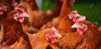 Τον 1,04 εκατ. τόνο έφτασαν οι εξαγωγές πουλερικών της ΕΕ