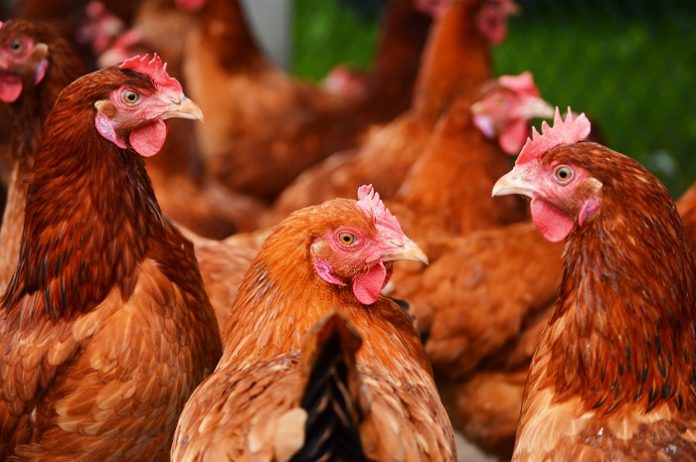 Τον 1,04 εκατ. τόνο έφτασαν οι εξαγωγές πουλερικών της ΕΕ