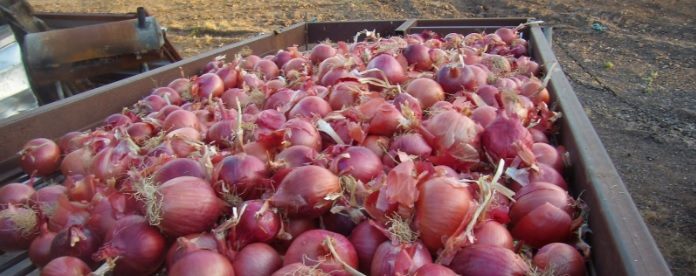 desmefsi-1-800-kilon-kremmydion-se-epicheirisi-tou-peiraia-58579