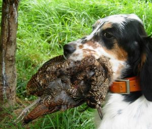Μπεκάτσα η... βελουδομάτα 