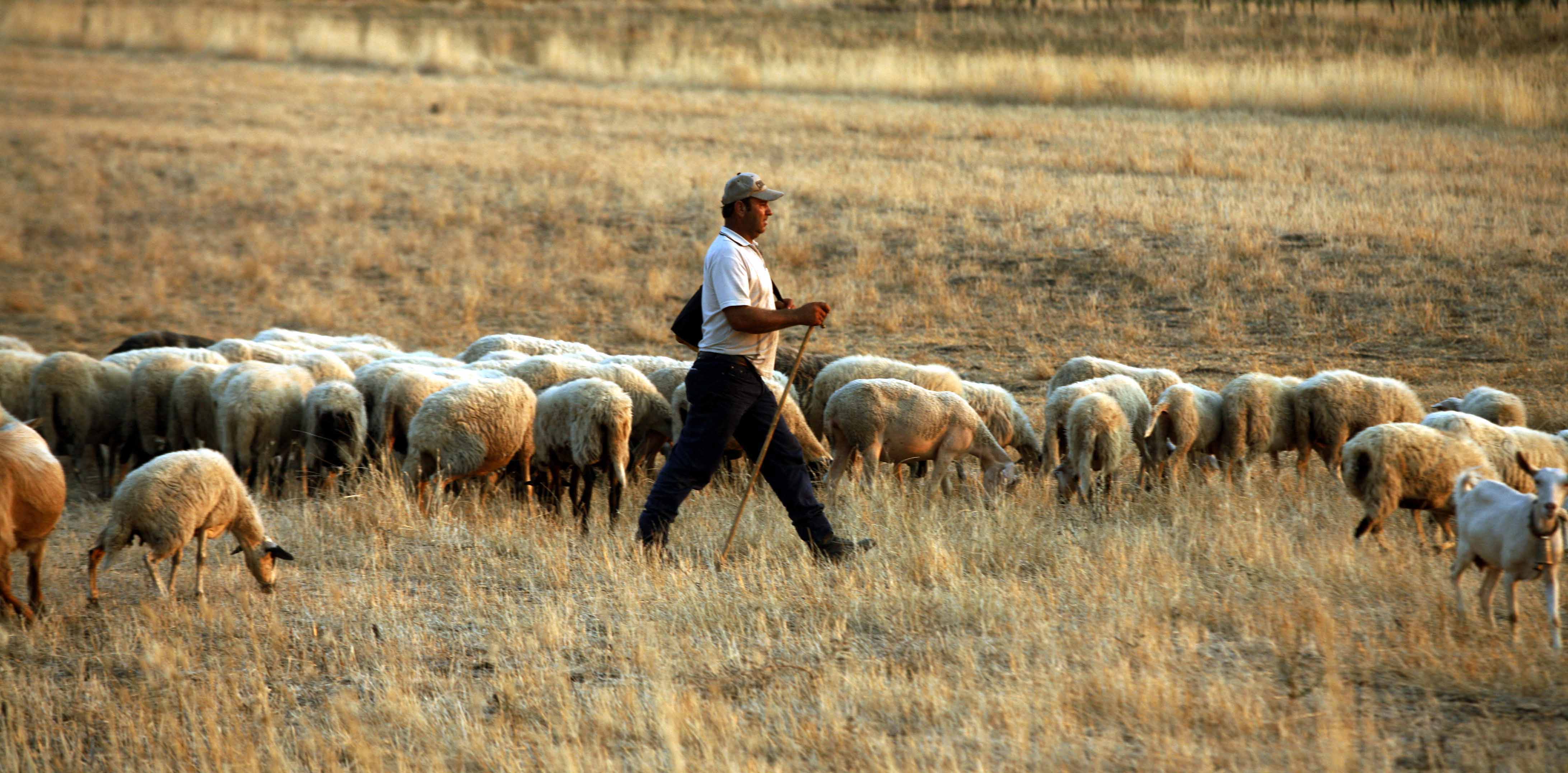 Η μελωδία των αμνών