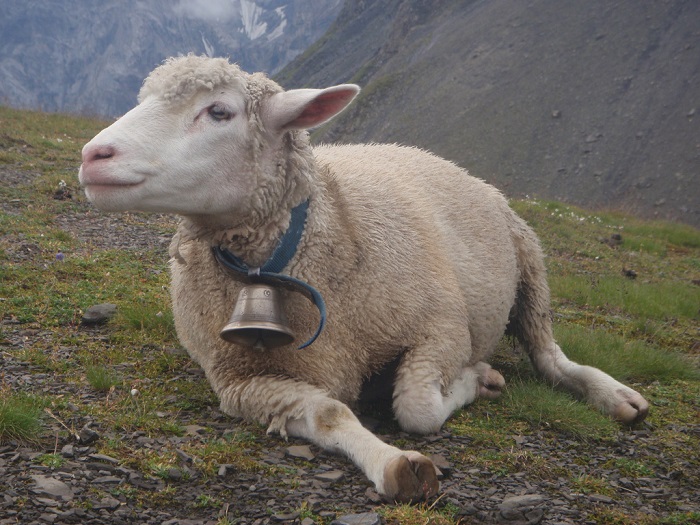 Η μελωδία των αμνών