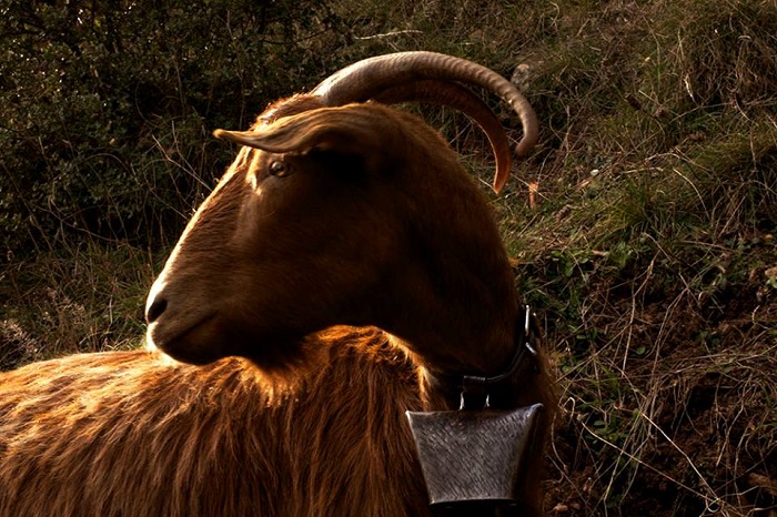 Η μελωδία των αμνών