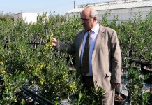 Μ. Μπόλαρης: Πρόκληση η ανάδειξη της πολυποικιλότητας των ελληνικών ελαιοδέντρων