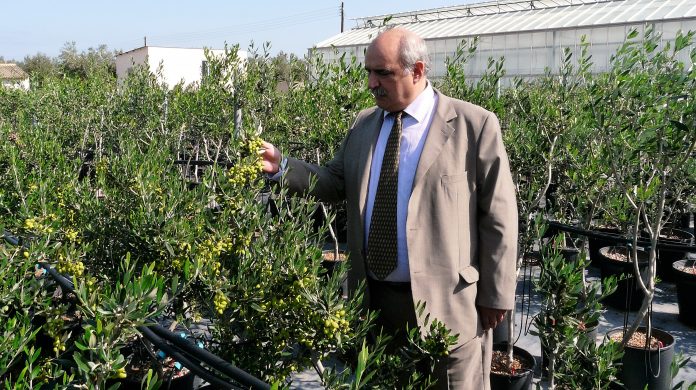 Μ. Μπόλαρης: Πρόκληση η ανάδειξη της πολυποικιλότητας των ελληνικών ελαιοδέντρων Μ. Μπόλαρης: Πρόκληση η ανάδειξη της πολυποικιλότητας των ελληνικών ελαιοδέντρων