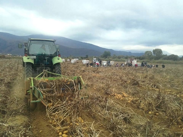 Πατάτα ΠΟΠ Νευροκοπίου με σφραγίδα γνησιότητας