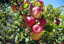 Στα 70 λεπτά η τιμή παραγωγού στα ΠΟΠ μήλα Delicious Πιλαφά