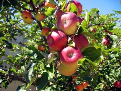Στα 70 λεπτά η τιμή παραγωγού στα ΠΟΠ μήλα Delicious Πιλαφά