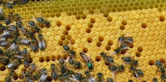 Το καλύτερο μέλι είναι της… μέλισσας