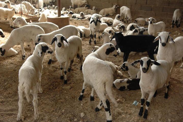 kriti-syllipsi-gia-paranoma-sfagia-paravaseis-tou-nomou-peri-zooklopis-59119