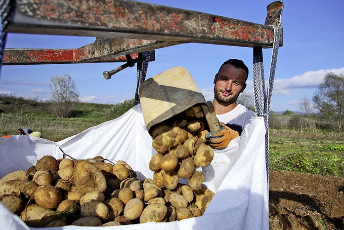 tsibise-i-timi-tis-patatas-nevrokopiou-gia-tous-paragogous-58610