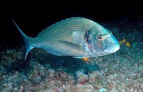 Τσιπούρα του Οκτώβρη: Απρόβλεπτη, μοναχική και… πονηρή