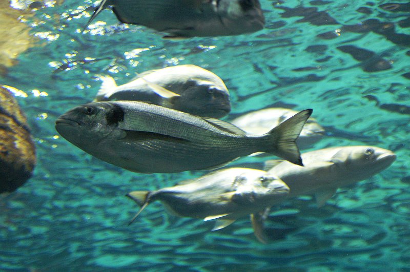 Τσιπούρα του Οκτώβρη: Απρόβλεπτη, μοναχική και… πονηρή