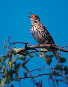 ΤΣΙΧΛΑ: Κυνήγι με δύσκολες και γρήγορες τουφεκιές