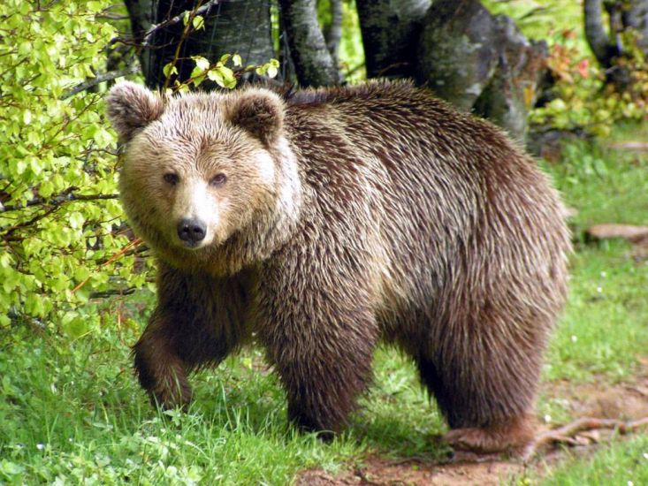 wwf-oi-plithysmoi-ton-agrion-zoon-meiothikan-kata-58-ta-teleftaia-45-chronia-59393