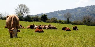 Οι πληρωμές για το 2ο έτος βιολογικής κτηνοτροφίας