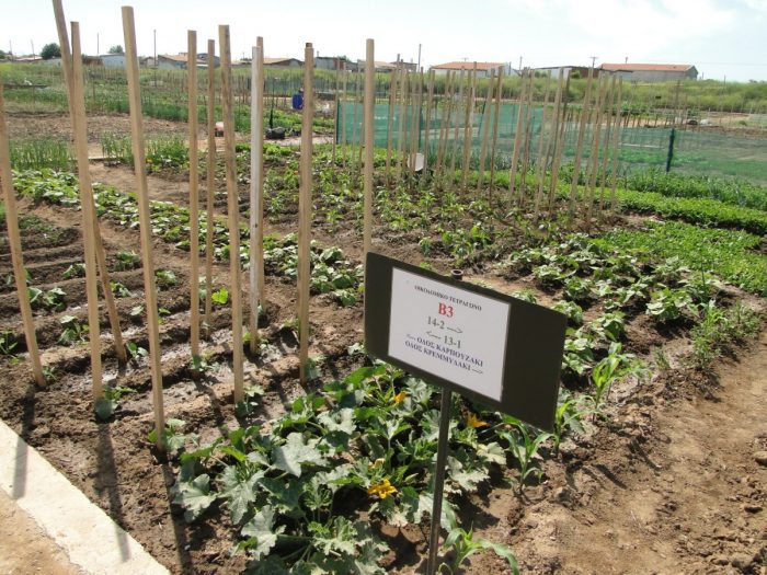 agrotes-kata-syneidisi-ston-vioagro-tou-dimou-alexandroupolis-58668