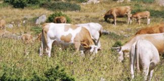 Οι πολλαπλές διαστάσεις της βρουκέλλωσης στο ζωικό κεφάλαιο