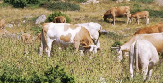 Οι πολλαπλές διαστάσεις της βρουκέλλωσης στο ζωικό κεφάλαιο Οι πολλαπλές διαστάσεις της βρουκέλλωσης στο ζωικό κεφάλαιο