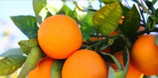 Στα 62 ευρώ/ στρέμμα η συνδεδεμένη για πορτοκάλια