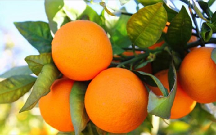 Στα 62 ευρώ/ στρέμμα η συνδεδεμένη για πορτοκάλια