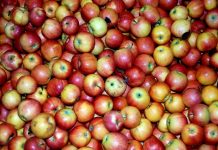 2% μειωμένη εκτιμάται η παραγωγή μήλων στην Ε.Ε. το 2016-2017
