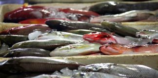 Το ελληνικό τμήμα του Παγκόσμιου Ταμείου για τη φύση καλεί τους καταναλωτές σε υπεύθυνη επιλογή ψαρικών