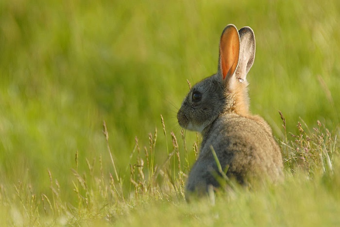 Αγριοκούνελο:Της νύχτας και της... ζημιάς