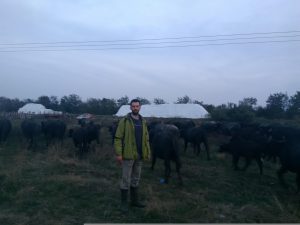 Μετ’ εμποδίων η επιστροφή της βουβαλοτροφίας