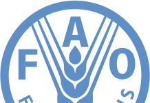 FAO: Οι διεθνείς τιμές τροφίμων αυξήθηκαν τον Οκτώβριο
