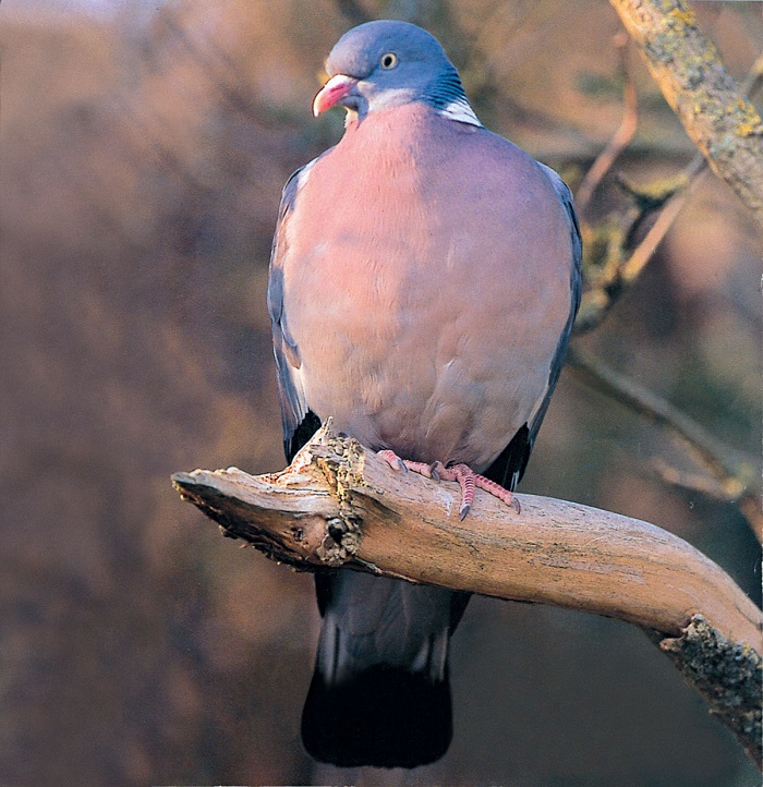 Φάσα με μάτι... αετού