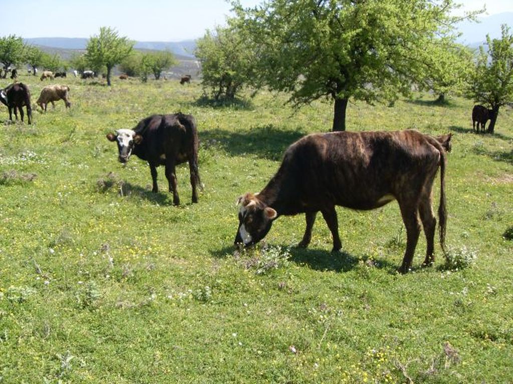 lipainan-ta-chasisodendra-me-kopria-vooeidon-kai-ta-eichan-kanei-thiria-sto-gytheio-61322