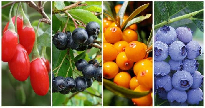 goji-beri-aronia-ipofaes-myrtila-efkarpon