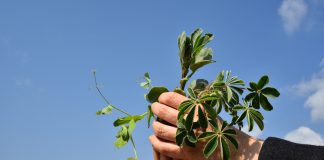 Aγρόκτημα- πρότυπο για τη βιώσιμη γεωργία από την Greenpeace