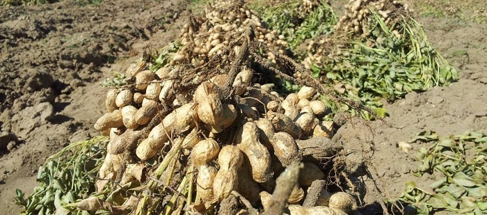 fistiki-o-neos-symmachos-tou-agrotikou-eisodimatos-stin-kalamata-62753