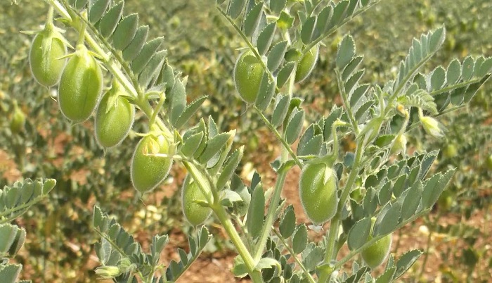 Ελαφότοπος Ζαγορίου: Η Ρόκκα της Λένας ...Και η Λένα της Ρόκκας