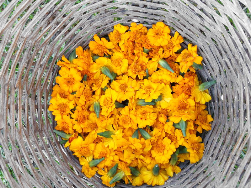 Ελαφότοπος Ζαγορίου: Η Ρόκκα της Λένας ...Και η Λένα της Ρόκκας