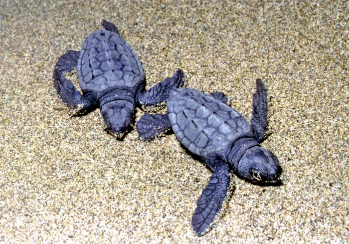 Χανιά: Μέτρα για την προστασία της θαλάσσιας χελώνας