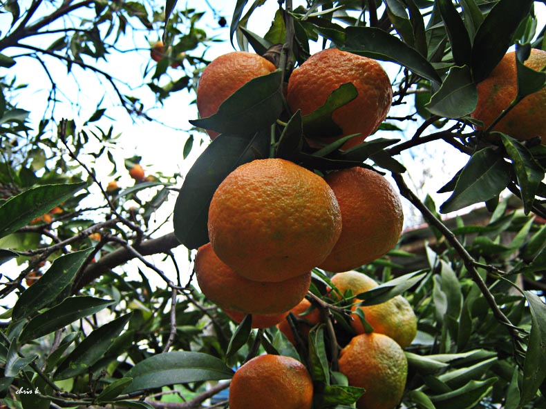 klimentini-ikanopoiimenoi-emfanizontai-oi-paragogoi-63009