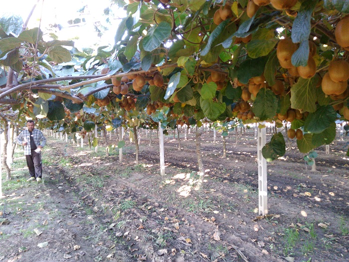 Στα 35 λεπτά στην Ξάνθη το ακτινίδιο