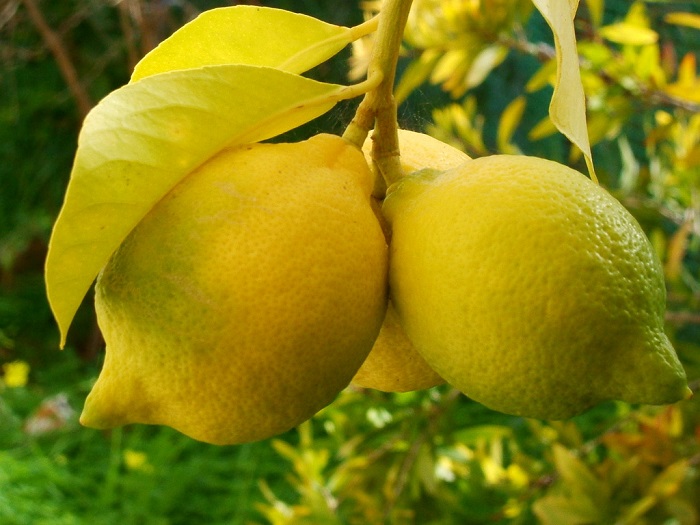 lemoni-afxisi-tis-timis-ston-paragogo-60015